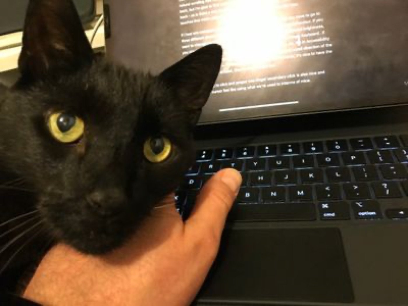 Dante gives it five cats out of five