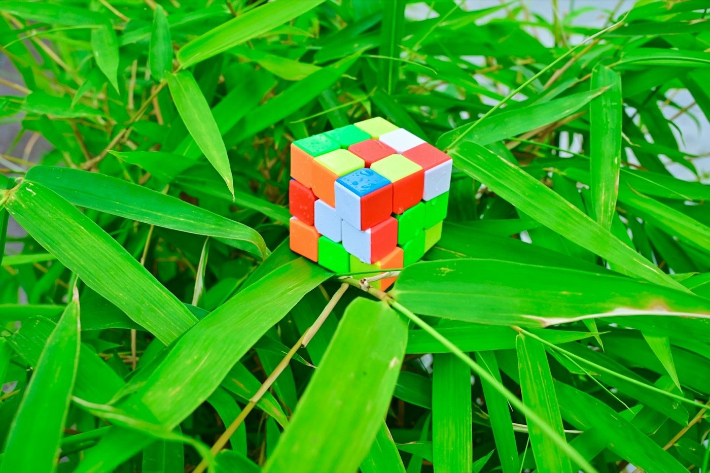 a rubik cube sitting on top of a green plant